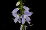 American bellflower